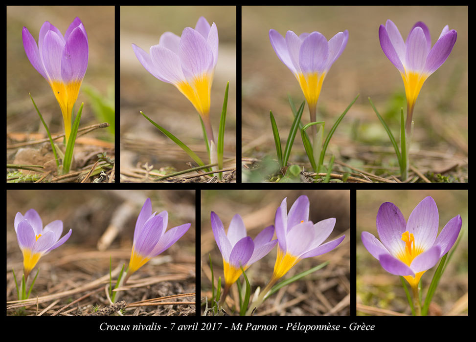 Crocus-nivalis