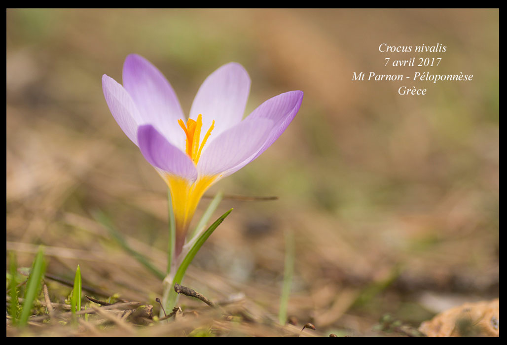 Crocus-nivalis2