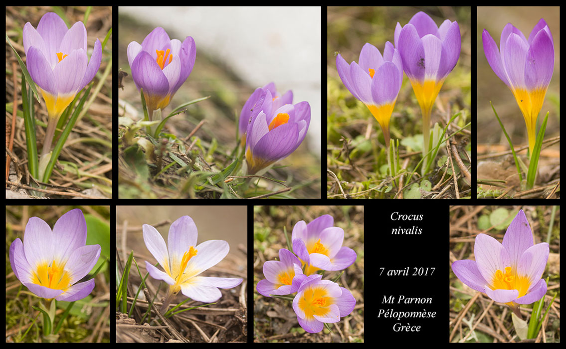 Crocus-nivalis5