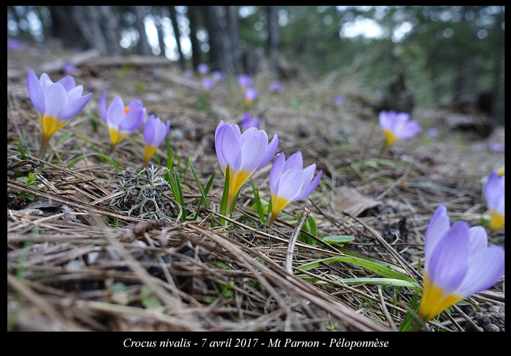 Crocus-nivalis6