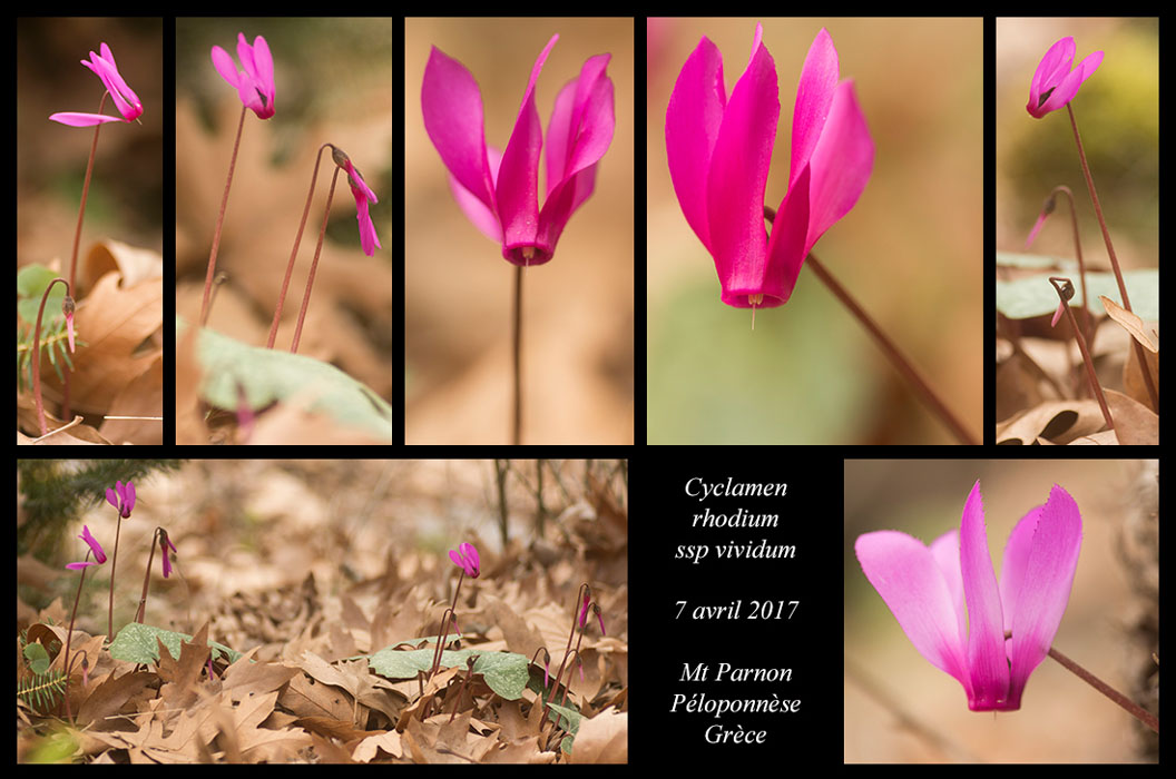 Cyclamen-rhodium-ssp-vividum