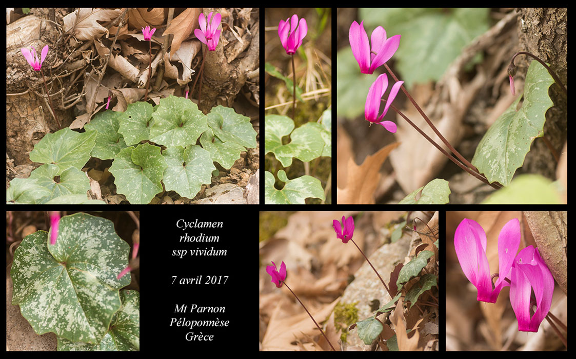 Cyclamen-rhodium-ssp-vividum2