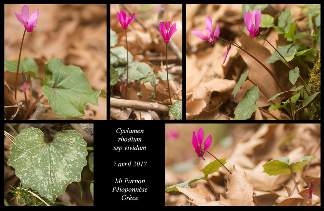 Cyclamen-rhodium-ssp-vividum3