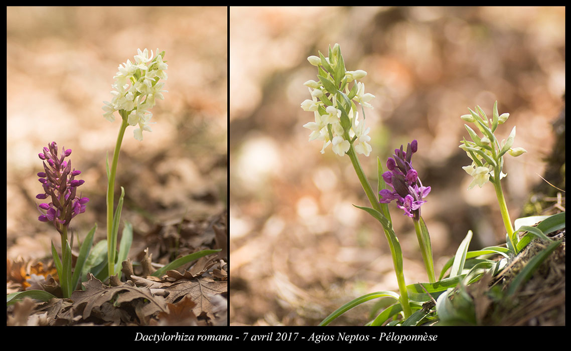 Dactylorhiza-romana