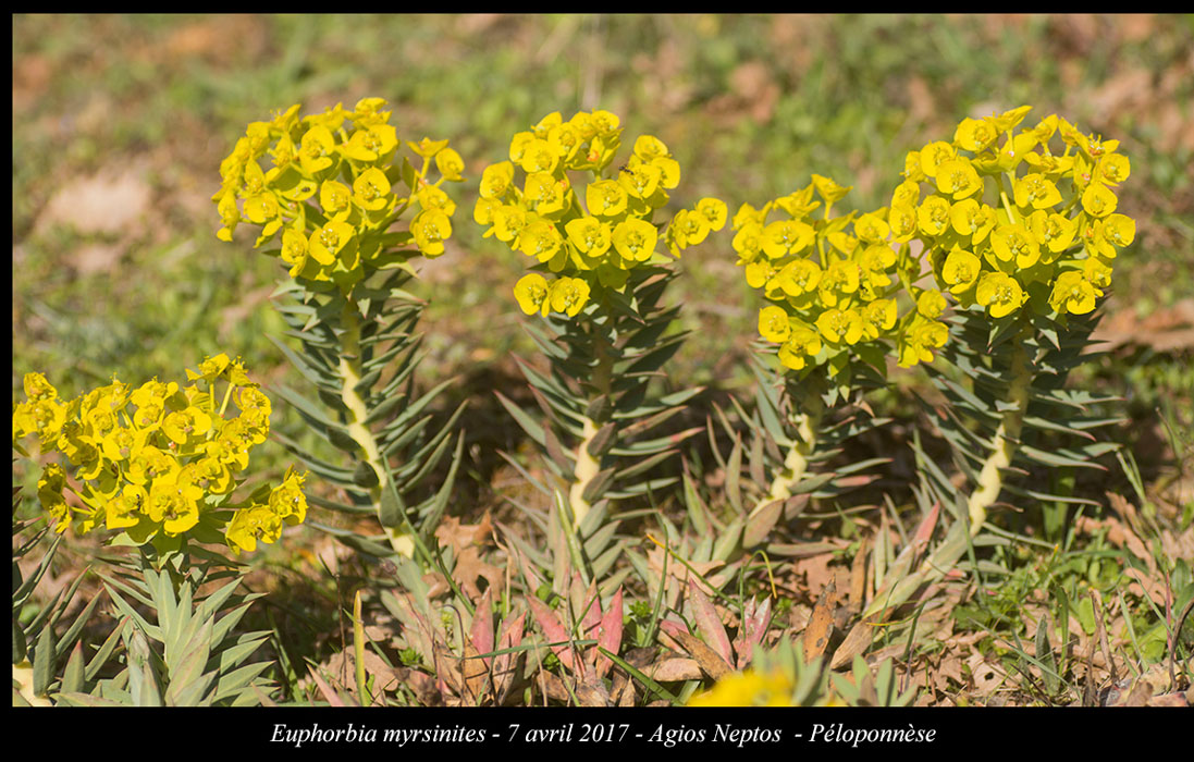 Euphorbia-myrsinites