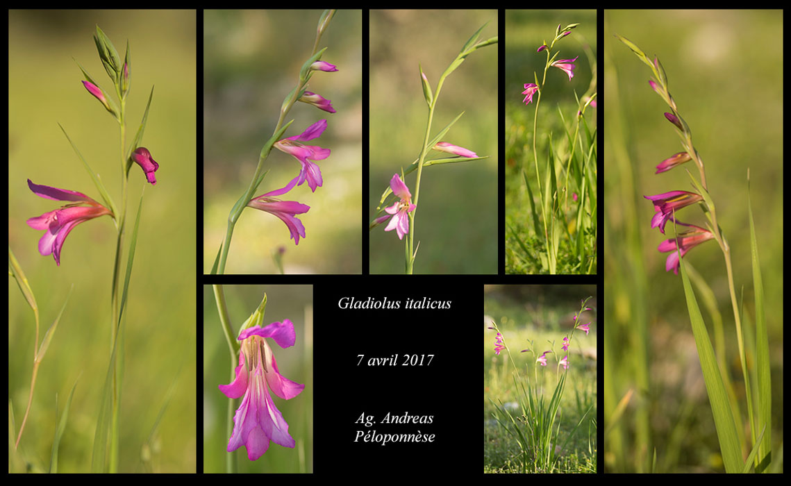 Gladiolus-italicus