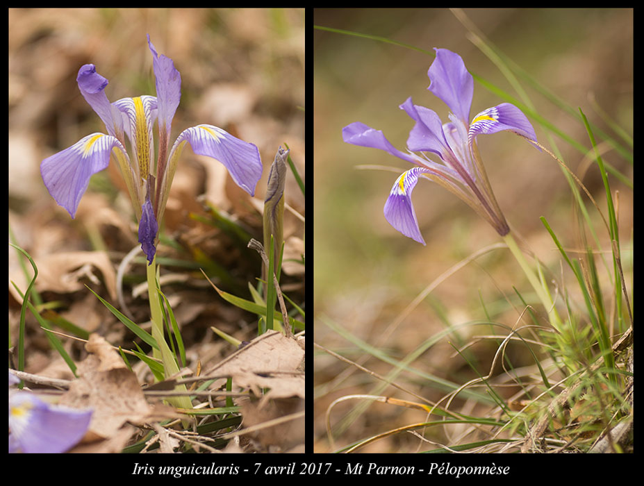 Iris-unguicularis