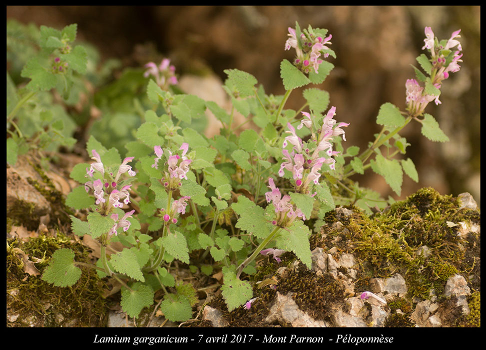 Lamium-garganicum2