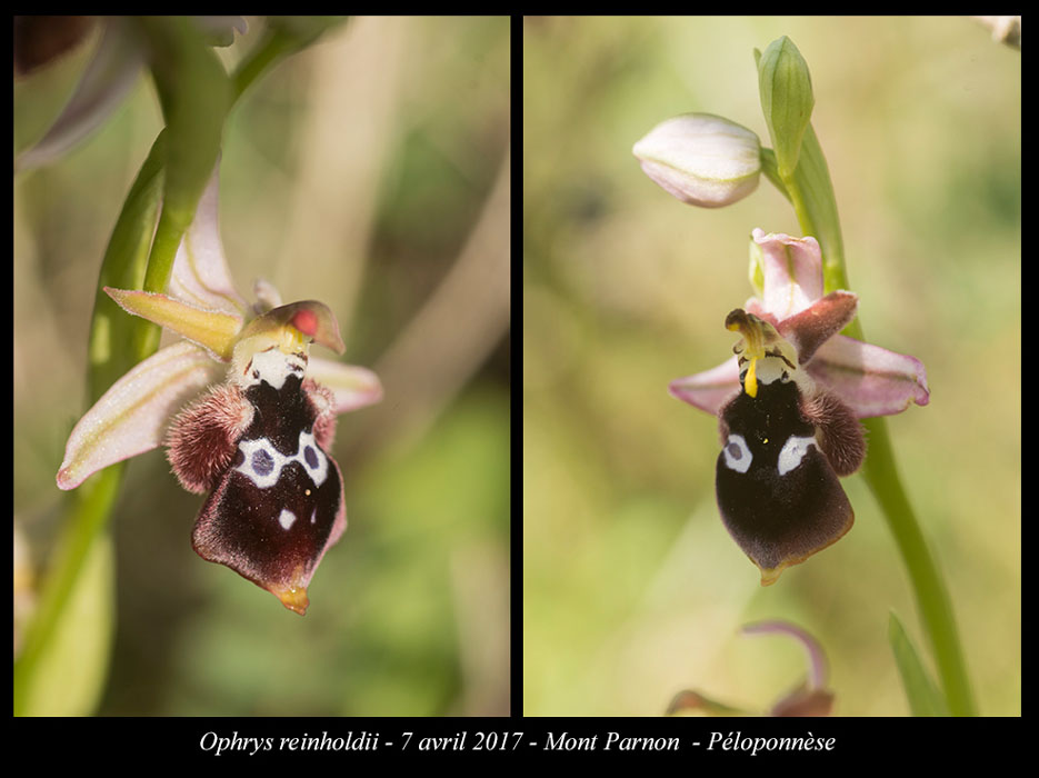 Ophrys-reinholdii