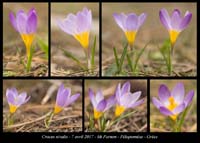 Crocus-nivalis