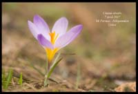 Crocus-nivalis2