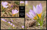 Crocus-nivalis4