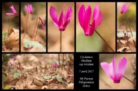 Cyclamen-rhodium-ssp-vividum