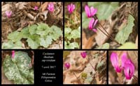 Cyclamen-rhodium-ssp-vividum2