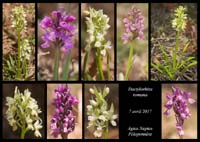 Dactylorhiza-romana2