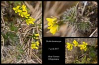 Draba-lasiocarpa