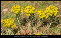 Euphorbia-myrsinites