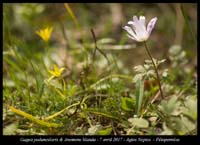 Gagea-peduncularis-&-Anemone-blanda