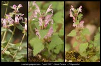 Lamium-garganicum