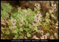 Lamium-garganicum2