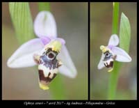 Ophrys-stravi