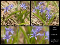 Scilla-bifolia