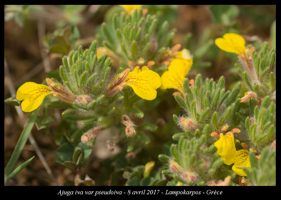 Ajuga-iva-var-pseudoiva