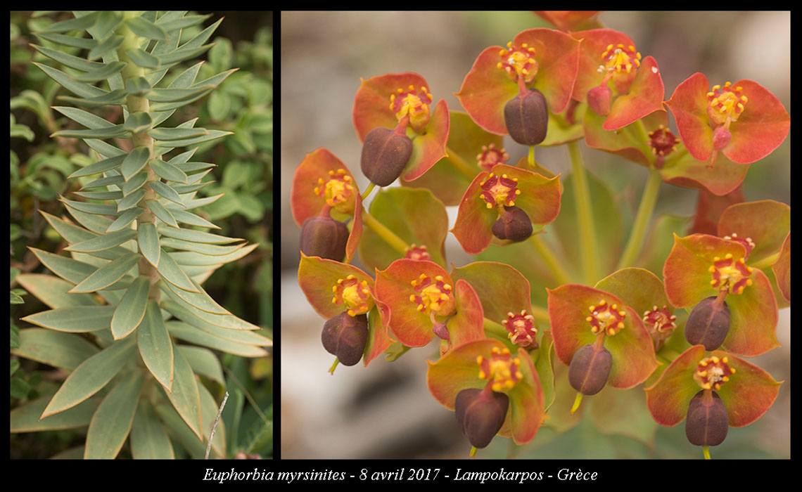 Euphorbia-myrsinites2