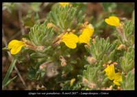 Ajuga-iva-var-pseudoiva