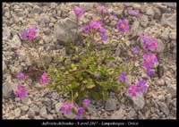 Aubrieta-deltoidea