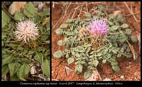 Centaurea-raphanina-ssp-mixta