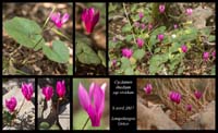 Cyclamen-rhodium-ssp-vividum