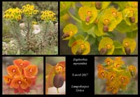 Euphorbia-myrsinites