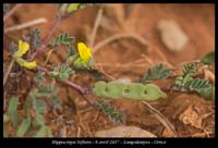 Hippocrepis-biflora