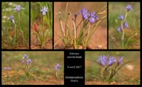 Moraea-sisyrinchium