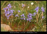 Moraea-sisyrinchium2