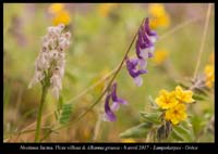 Neotinea-lactea-Vicia-villosa-&-Alkanna-graeca