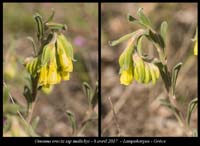 Onosma-erecta-ssp-malickyi