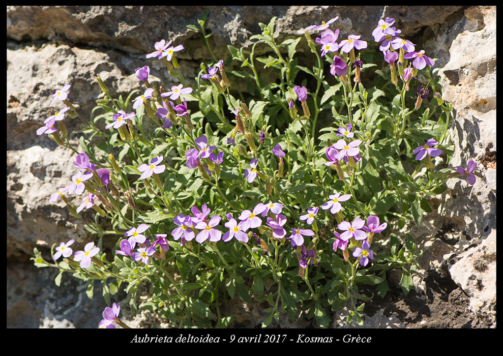 Aubrieta-deltoidea