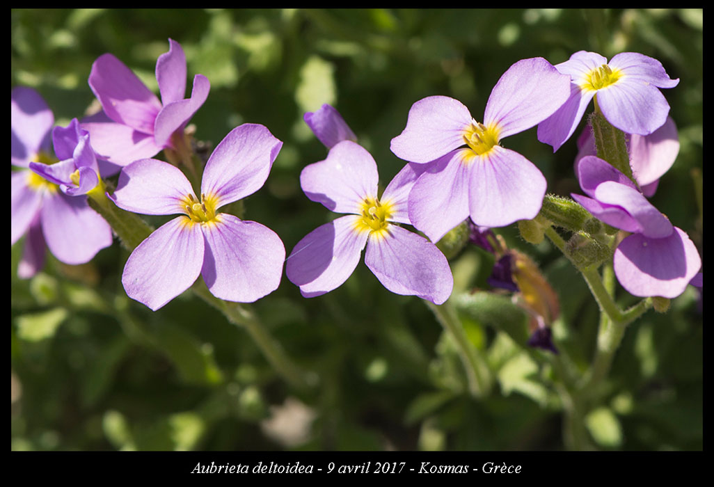 Aubrieta-deltoidea2