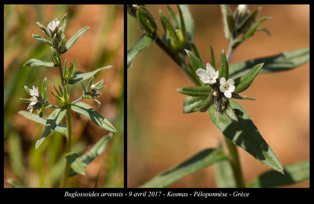 Buglossoides-arvensis