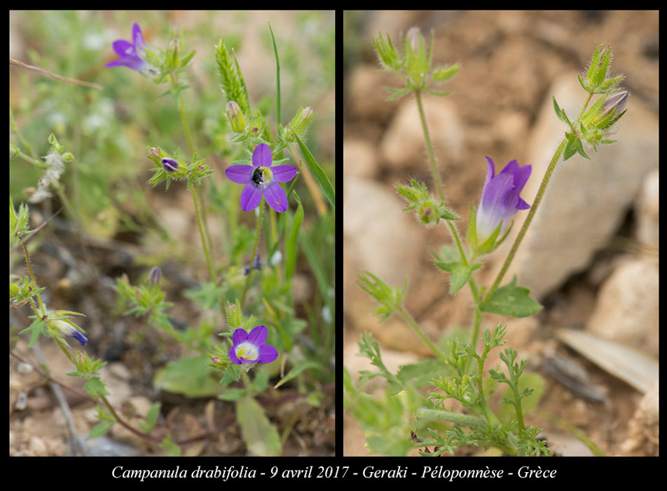 Campanula-drabifolia