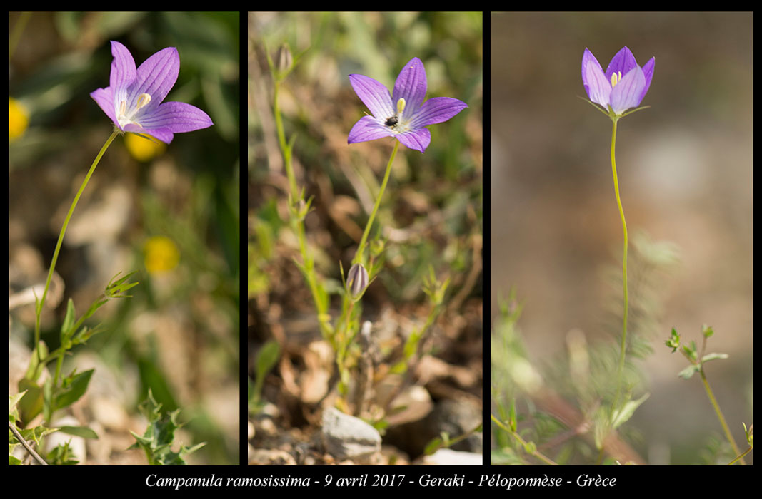 Campanula-ramosissima