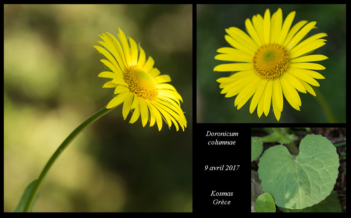 Doronicum-columnae