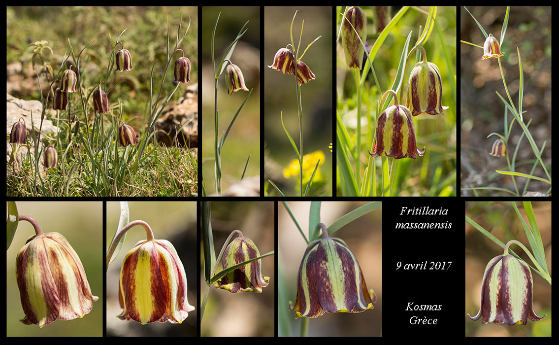 Fritillaria-massanensis