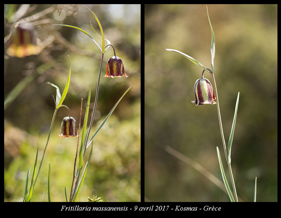 Fritillaria-massanensis2