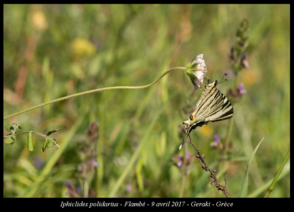 Iphiclides-polidarius