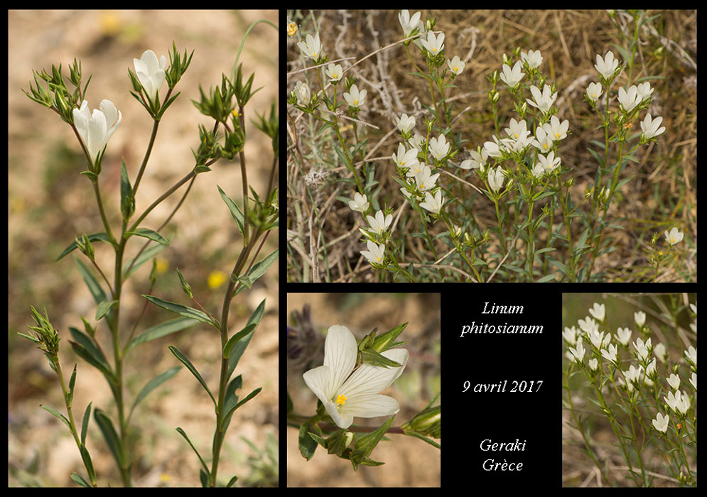 Linum-phitosianum