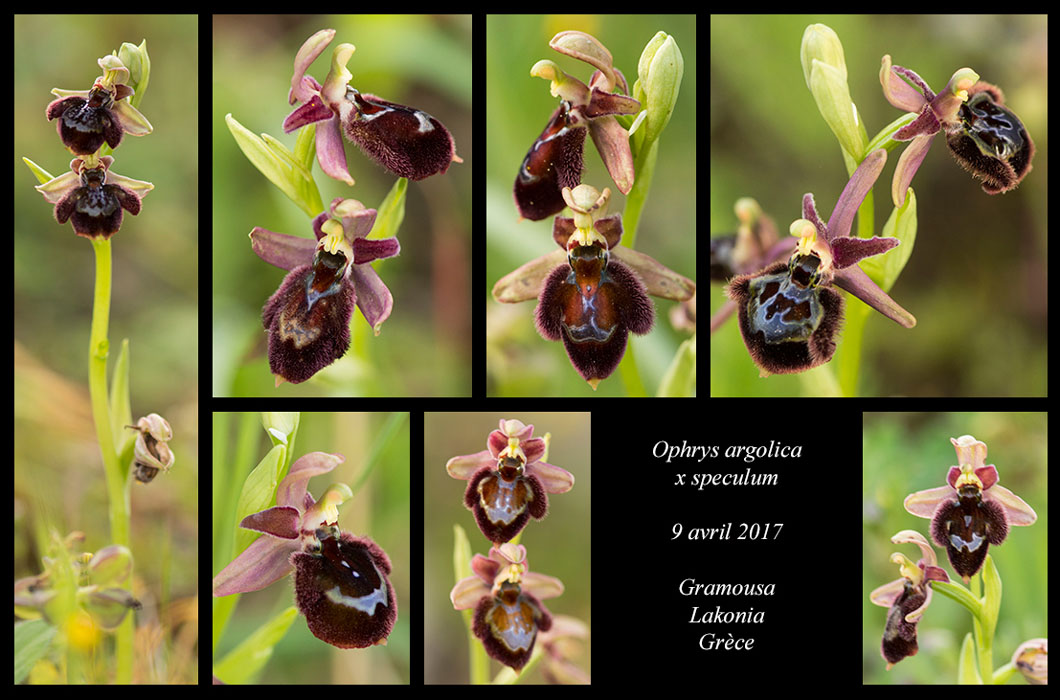 Ophrys-argolica-x-speculum2