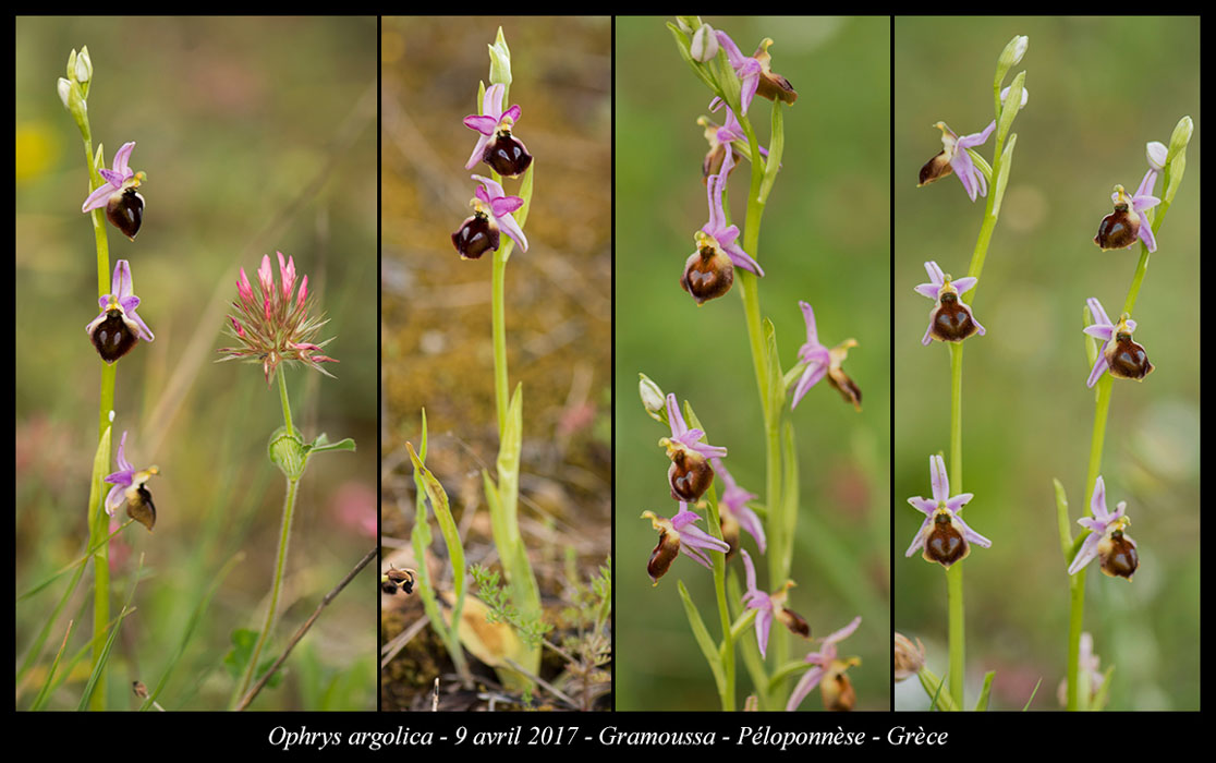 Ophrys-argolica4